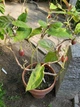 Тамарилло Томатное дерево семена (20 шт) (Solanum betaceum) цифомандра Cyphomandra помидорное дерево тамарильйо тамаморо древесный паслен - изображение 4
