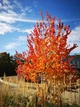 Багряник Японский семена 0,1 гр. (прибл. 150 шт) (Cercidiphyllum japonicum) церцидифиллум - изображение 2