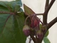 Тамарилло Томатное дерево семена (20 шт) (Solanum betaceum) цифомандра Cyphomandra помидорное дерево тамарильйо тамаморо древесный паслен - изображение 5