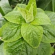 Шавлія Іспанська насіння 0,05 гр (прибл. 20 шт) (Salvia hispanica) Чіа біла - зображення 2