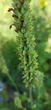 Шавлія Іспанська насіння 0,05 гр (прибл. 20 шт) (Salvia hispanica) Чіа біла - зображення 3
