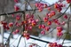 Бересклет европейский семена (10 шт) (Euonymus europaeus) бруслина декоративная - изображение 2