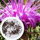 Монарда Дудчатая семена 0,01 гр. (прибл. 40 шт) (Monarda fistulosa) многолетняя дикий бергамот - изображение 1