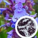 Котовник Великоквітковий насіння 0,02 гр. (прибл. 30 шт) (Nepeta grandiflora) багаторічний котяча м'ята великоцвіта медонос - зображення 1