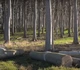 Павловния 9501 семена (50 шт) paulownia быстрорастущая морозостойкая для древесины - изображение 7
