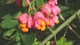 Бересклет европейский семена (10 шт) (Euonymus europaeus) бруслина декоративная - изображение 7
