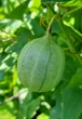 Кірказон звичайний насіння 1 гр. (прибл. 50 шт) (Aristolochia clematitis) хвилівник арістолохія - зображення 2