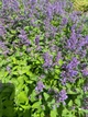 Котовник Великоквітковий насіння 0,02 гр. (прибл. 30 шт) (Nepeta grandiflora) багаторічний котяча м'ята великоцвіта медонос - зображення 2