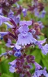 Котовник Великоквітковий насіння 0,02 гр. (прибл. 30 шт) (Nepeta grandiflora) багаторічний котяча м'ята великоцвіта медонос - зображення 3
