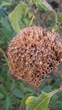 Монарда Дудчатая семена 0,01 гр. (прибл. 40 шт) (Monarda fistulosa) многолетняя дикий бергамот - изображение 7
