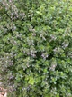 Чебрець Лимонний насіння 0,01 гр. (прибл. 40 шт) (Thymus citriodorus) багаторічний тим'ян цитрусовий - зображення 3