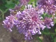 Котовник Великоквітковий насіння 0,02 гр. (прибл. 30 шт) (Nepeta grandiflora) багаторічний котяча м'ята великоцвіта медонос - зображення 6