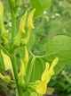 Кірказон звичайний насіння 1 гр. (прибл. 50 шт) (Aristolochia clematitis) хвилівник арістолохія - зображення 7