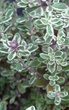 Чебрець Лимонний насіння 0,01 гр. (прибл. 40 шт) (Thymus citriodorus) багаторічний тим'ян цитрусовий - зображення 5