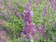 Котовник Великоквітковий насіння 0,02 гр. (прибл. 30 шт) (Nepeta grandiflora) багаторічний котяча м'ята великоцвіта медонос - зображення 8