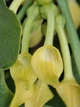 Кірказон звичайний насіння 1 гр. (прибл. 50 шт) (Aristolochia clematitis) хвилівник арістолохія - зображення 8