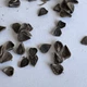 Кірказон звичайний насіння 1 гр. (прибл. 50 шт) (Aristolochia clematitis) хвилівник арістолохія - зображення 9