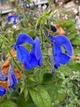 Шалфей отклонённый семена 0,05 гр (прибл 30 шт) (Salvia pratensis) - изображение 2