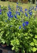 Шалфей отклонённый семена 0,05 гр (прибл 30 шт) (Salvia pratensis) - изображение 3