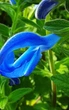 Шалфей отклонённый семена 0,05 гр (прибл 30 шт) (Salvia pratensis) - изображение 5