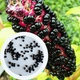 Лаконос американский семена 0,5 гр. (прибл. 50 шт) Phytolacca americana Багрина фитолакка - изображение 1