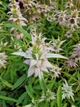 Монарда Крапчаста насіння 0,01 гр. (прибл. 70 шт) (Monarda punctata) багаторічна бергамот плямистий, кінська м'ята - зображення 4
