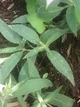Монарда Крапчаста насіння 0,01 гр. (прибл. 70 шт) (Monarda punctata) багаторічна бергамот плямистий, кінська м'ята - зображення 9