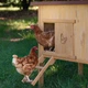 Будиночок для курей Ferplast Hen House 30 162х100х110 см (57096000) - зображення 7