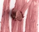 Олівець для губ м'який нейтральний рожевий Rhode Lift, soft neutral pink, 0,75g - зображення 3