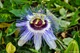 Пассифлора маракуйя семена (10 шт) (Passiflora incarnat) северная инкарната страстоцвет морозостойкая - изображение 11