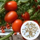 Томат Рио-Гранде семена 0,15 г (прибл 55 шт) помидор красный среднеспелый низкорослый - изображение 5