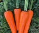 Семена морковь Артек (3 г) раннеспелая, For Hobby, TM GL Seeds - изображение 6