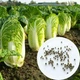 Капуста пекинская Ника семена 0,5 г (прибл 150 шт) ранняя - изображение 1