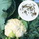 Капуста цветная Белая Королева семена 0,5 г (прибл 150 шт) ранняя - изображение 6