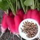 Редис 18 дней семена 3 г (прибл 280 шт) редиска скороспелая - изображение 6