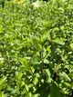 Мята перечная семена 0,1 г (прибл 1000 шт) (Mentha piperita) - изображение 3