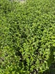 Мята перечная семена 0,1 г (прибл 1000 шт) (Mentha piperita) - изображение 10