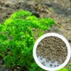 Петрушка кудрявая Парамоунт семена 2 г (прибл 1200 шт) - изображение 5
