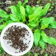 Щавель Широколистий насіння 1 г (прибл 1400 шт) листовий кислий ранній (Rumex acetosa) - зображення 1