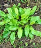 Щавель Широколистий насіння 1 г (прибл 1400 шт) листовий кислий ранній (Rumex acetosa) - зображення 10