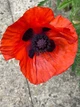 Мак восточный Султан семена 0,1 г (прибл 400 шт) декоративный садовый (Papaver orientale) - изображение 2