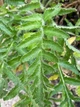 Мак восточный Султан семена 0,1 г (прибл 400 шт) декоративный садовый (Papaver orientale) - изображение 3