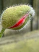 Мак восточный Султан семена 0,1 г (прибл 400 шт) декоративный садовый (Papaver orientale) - изображение 11