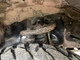 Комплект увеличенных пыльников XRoad брызговиков двигателя Toyota Land Cruiser Prado 90, Toyota 4Runner 185 (1996-2002) 53735-35020 53887-35010 53735-35030 - изображение 10