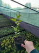 Платан (горшок 1,5л, Н 25-40см) - изображение 2