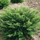 Тис середній ‘Densiformis’ Горшок 0,5л. - изображение 2