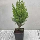 Ялівець китайський "Stricta" горшок 0,5л. - изображение 1