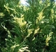 Ялівець "Variegata" Горшок 1,5л. - изображение 1