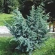 Ялівець "Meyeri" Горшок 0,5л. - изображение 1