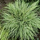 Осока птахоніжкова ‘Variegata’.(горшок 0,5л.) - изображение 1